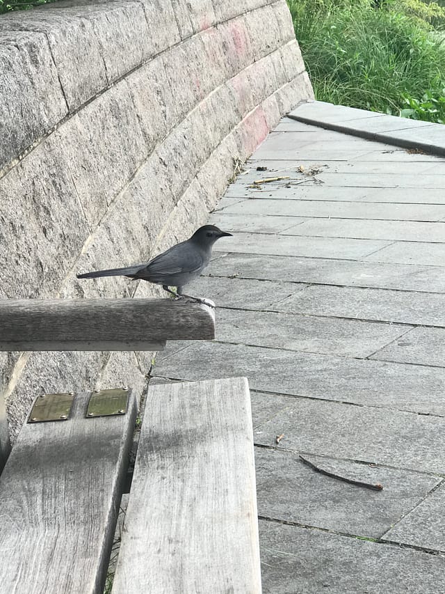 Birds and Buddha Nature. Unraveling the Feathered Zen Masters