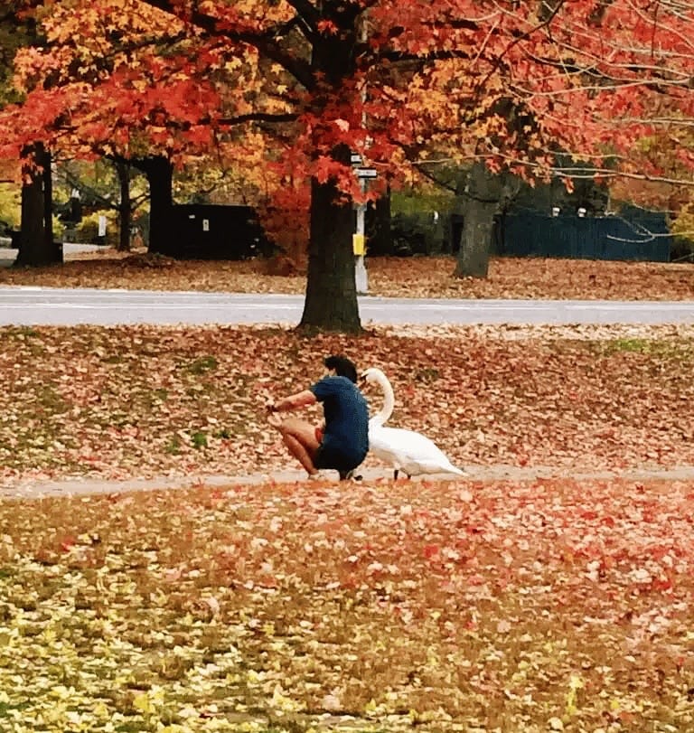 “Walking in nature during fall surrounded by colorful autumn leaves”